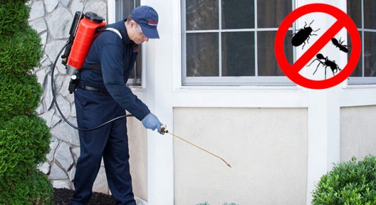 Kiğı Pire İlaçlama böcek ilaçlama ve haşere kontrolü — ilaclama-tr.com